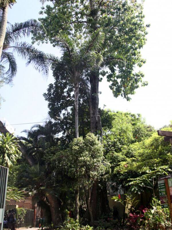 Orquidário de Santos próximo SP