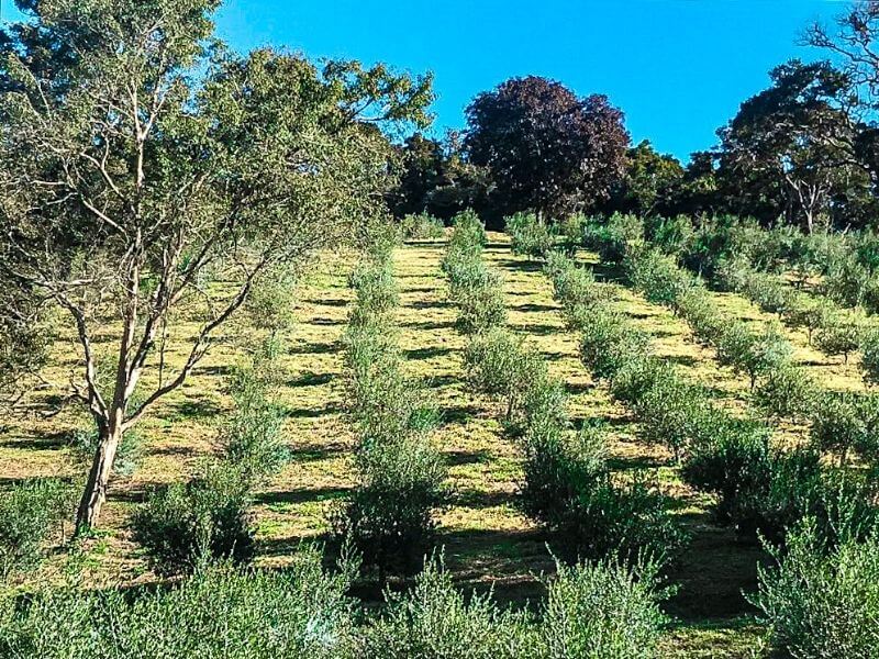 Campos de Oliveira em Cunha