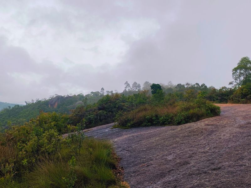 Vegetação da Pedra Grande