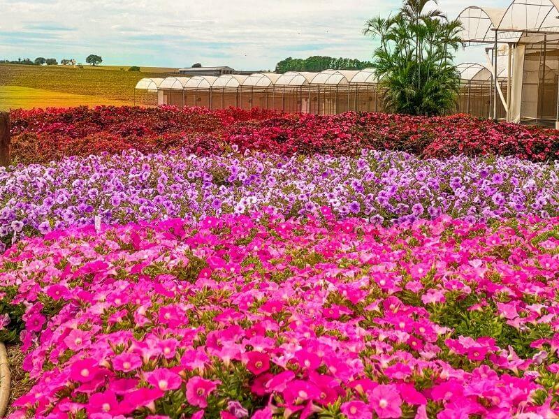 Campo de flores em Holambra com flores rosa, roxa e vermelha