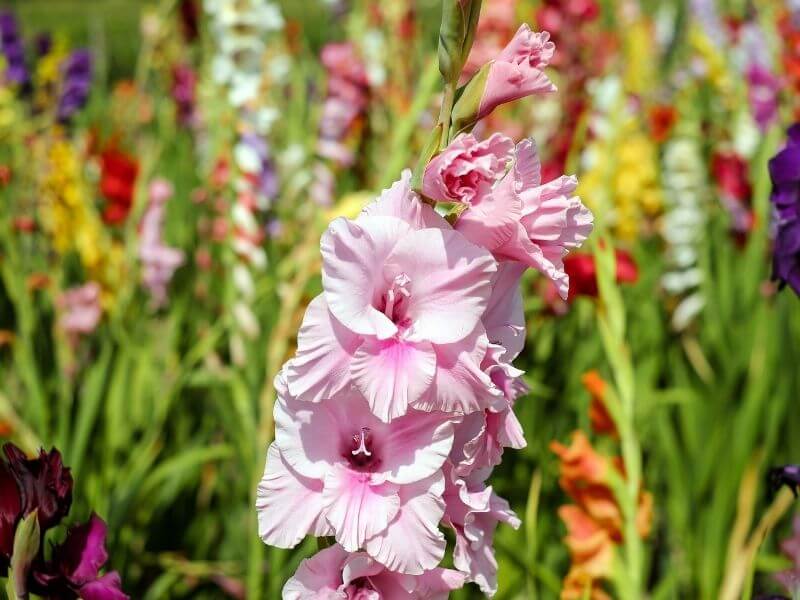 Flores coloridas de gadíolos