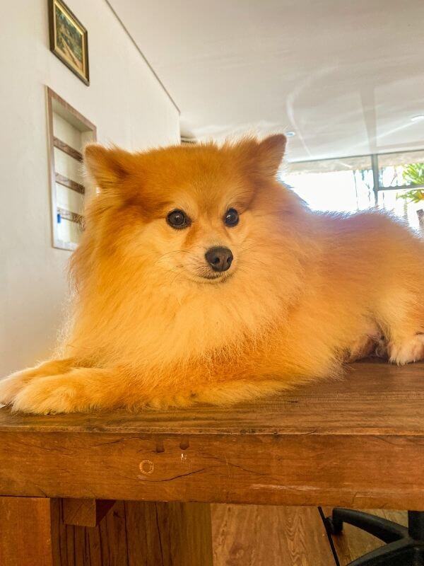 Onde ficar na cidade das flores - cachorro recepcionista da pousada