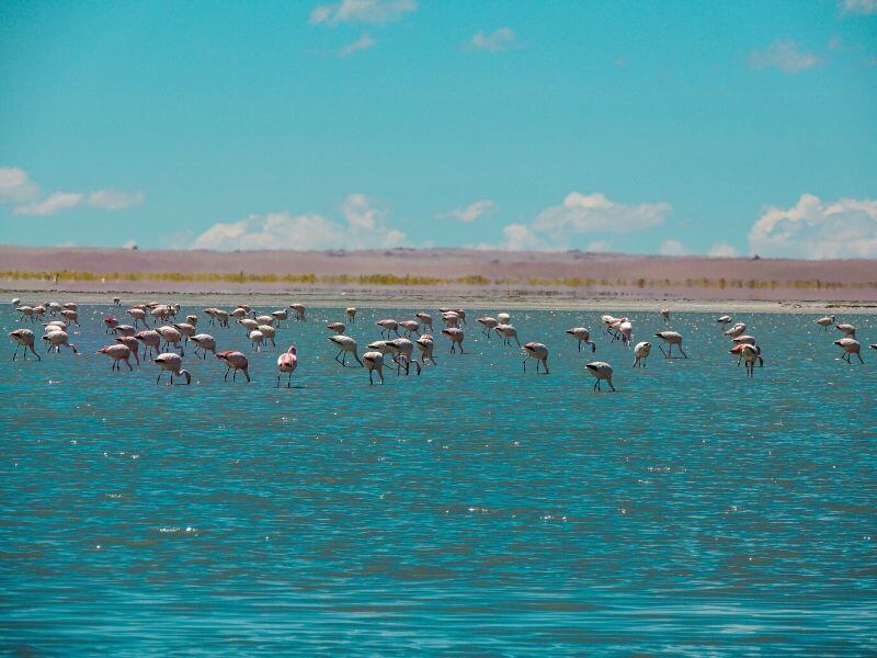 Flamingos no Salar de Atacama