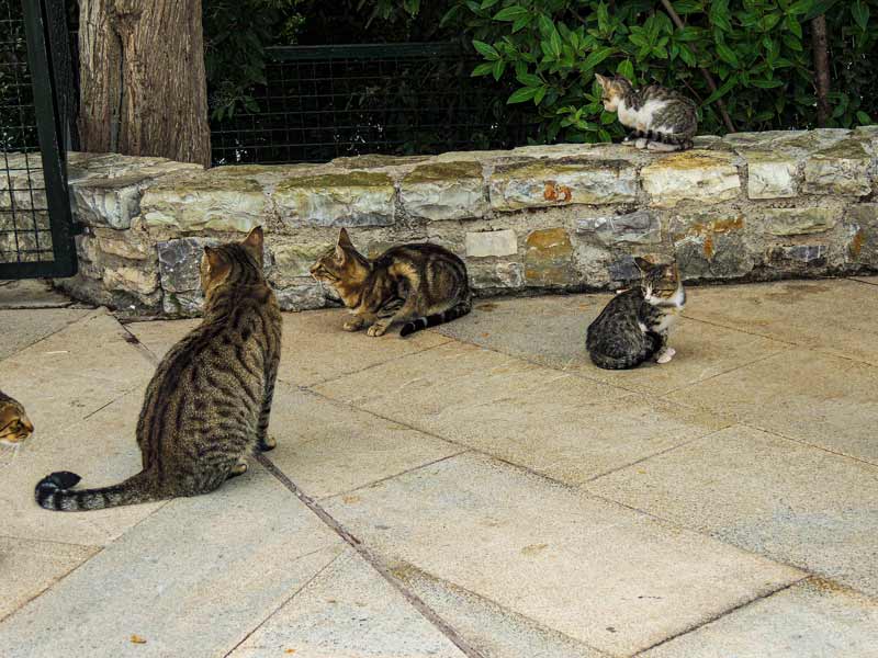 Os gatos da cidade de Delfos na Grécia